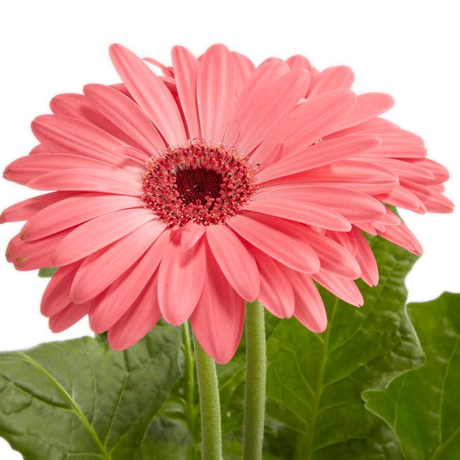 Gerbera GoodHome 12 cm