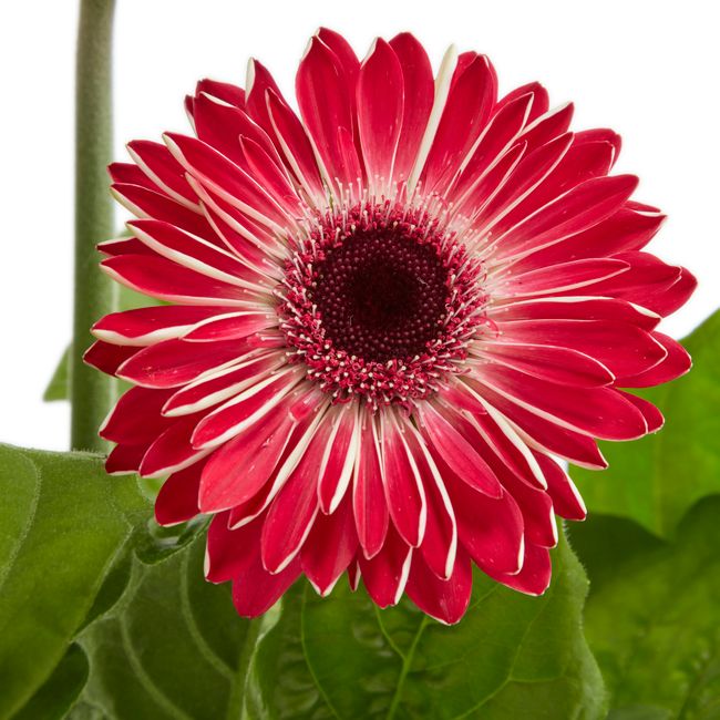 Gerbera GoodHome 12 cm