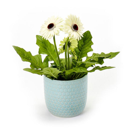 Gerbera i keramisk potte