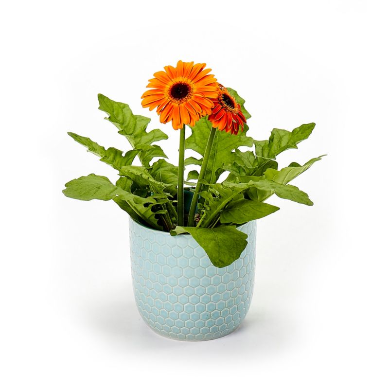 Gerbera i keramisk potte