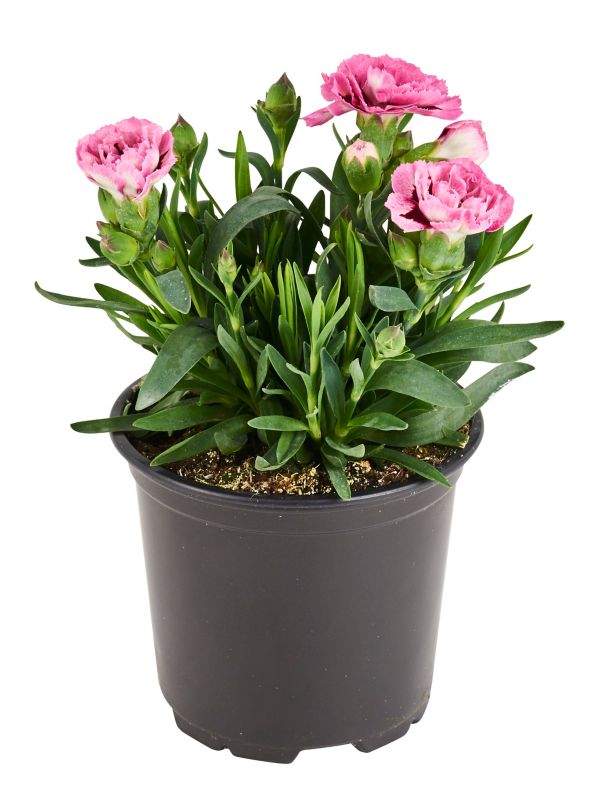 Bartnelik Verve i potte 10,5 cm højde 18 cm