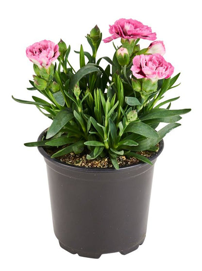 Bartnelik Verve i potte 10,5 cm højde 18 cm