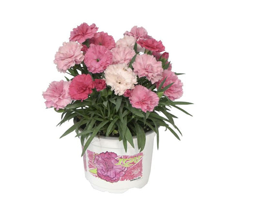 Goździk I Love You 11 cm – tørketolerant og farverig haveblomst