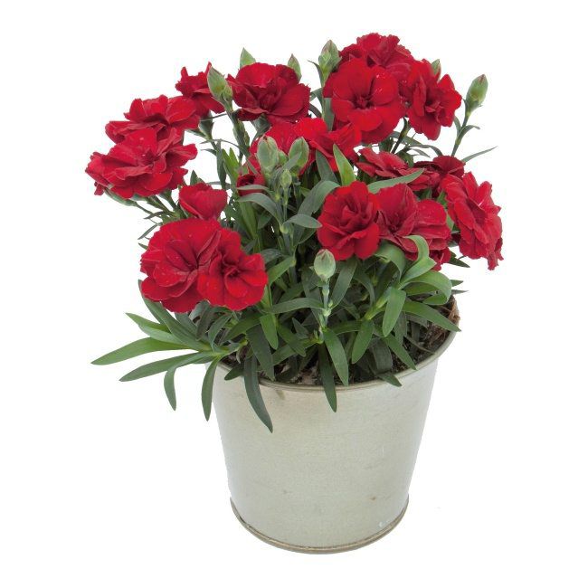 Goździk Oskar 11 cm – ideel til begyndere med lang blomstringstid