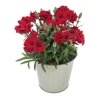 Goździk Oskar 11 cm – ideel til begyndere med lang blomstringstid