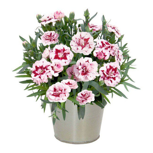 Goździk Oskar 11 cm – ideel til begyndere med lang blomstringstid