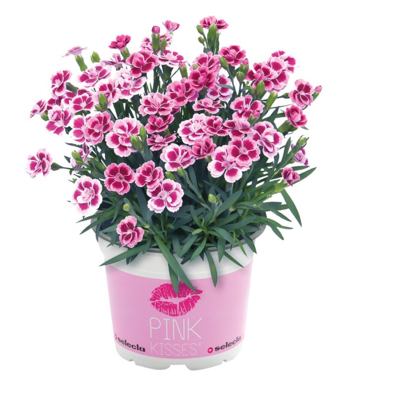 Pink nellike 13 cm