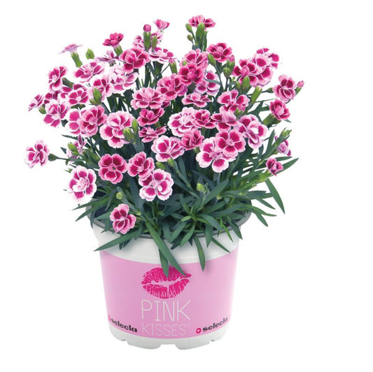 Pink nellike 13 cm
