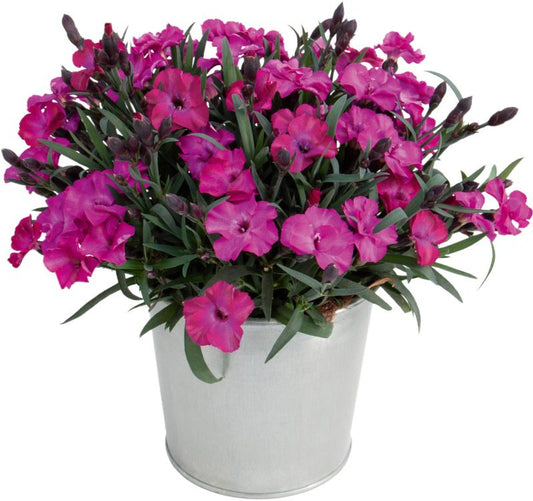 Goździk Scully 11 cm – farverig og tørketålende prydplante