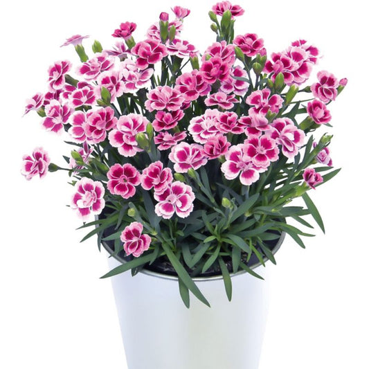 Goździk Verve Pink Kisses i potte 10,5 cm højde 18 cm