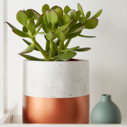 Grubosz GoodHome 12 cm