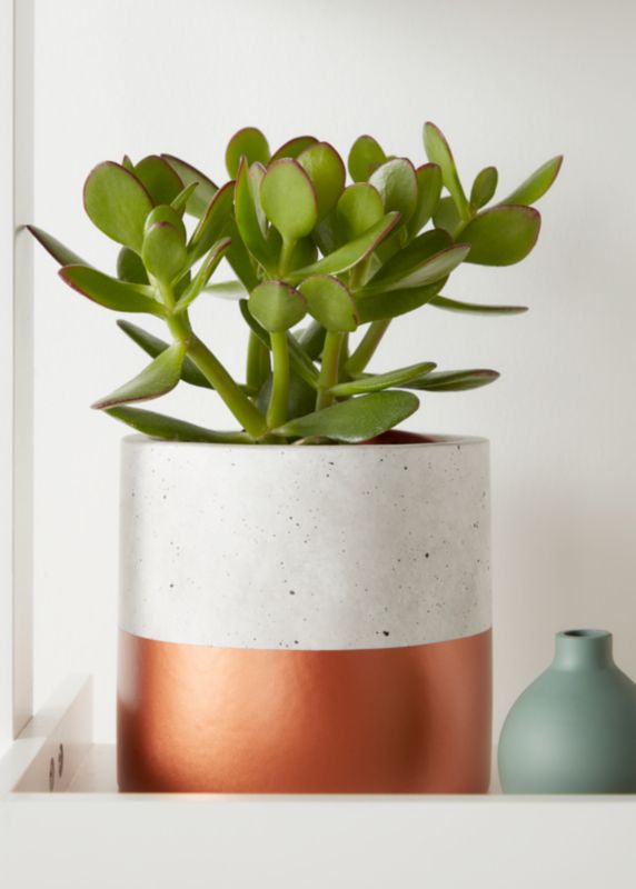 Grubosz GoodHome 12 cm