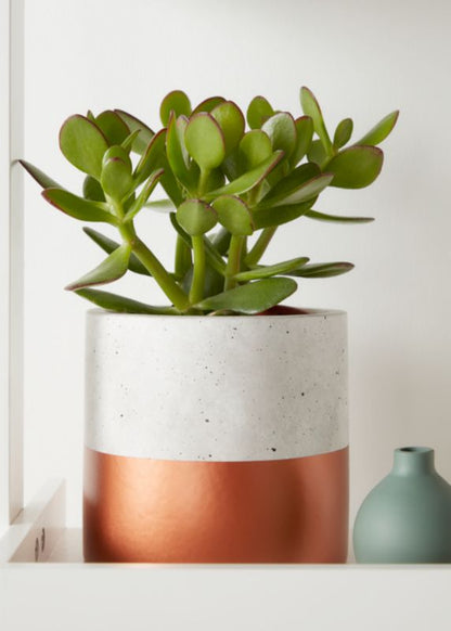 Grubosz GoodHome 12 cm