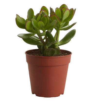 Grubosz GoodHome 12 cm