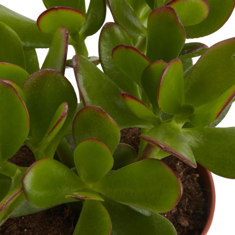 Grubosz GoodHome 12 cm