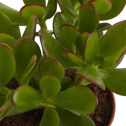 Grubosz GoodHome 12 cm