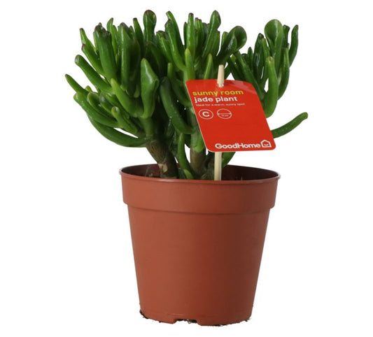 Grubosz Hobbit GoodHome 12 cm