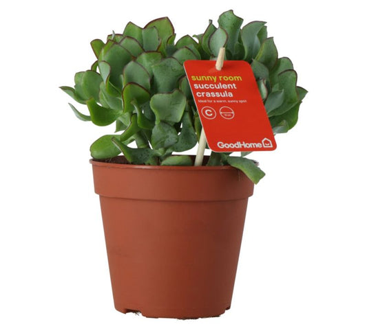 Grubosz Undilatifolia GoodHome 12 cm