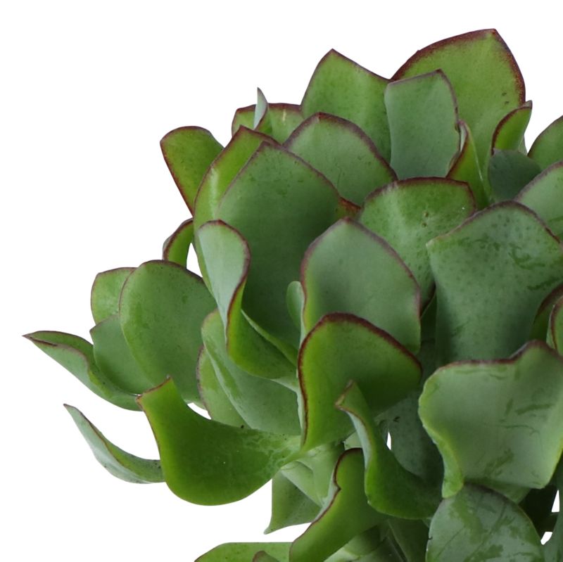 Grubosz Undilatifolia GoodHome 12 cm