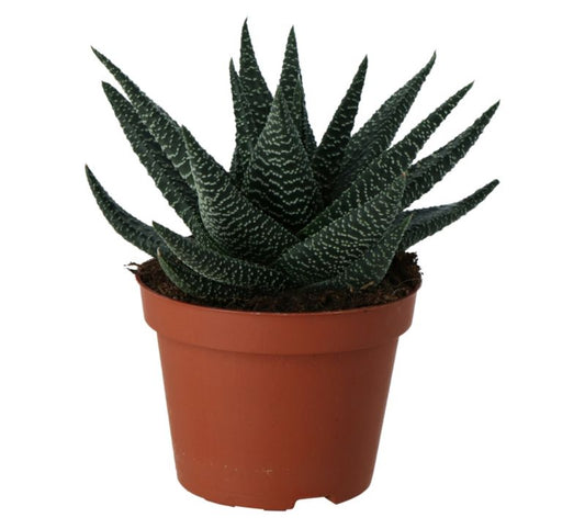 Haworsja Royal Highness GoodHome 10,5 cm