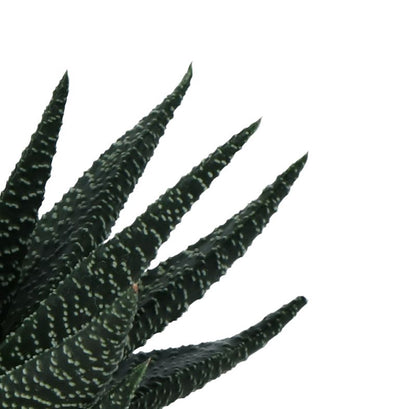 Haworsja Royal Highness GoodHome 10,5 cm