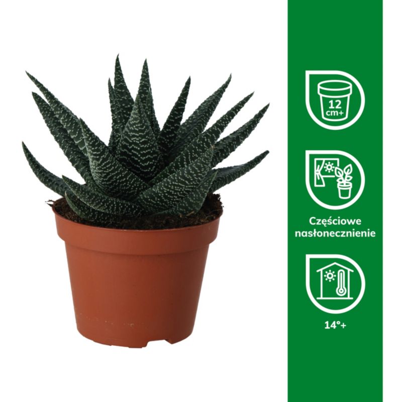 Haworsja Royal Highness GoodHome 10,5 cm