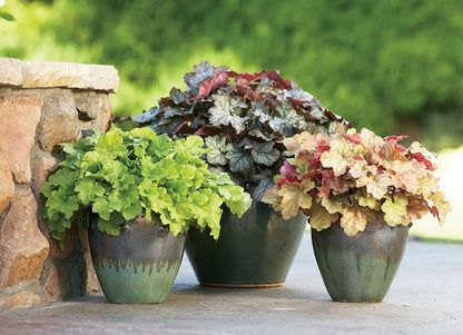 Heuchera i 12 cm potte