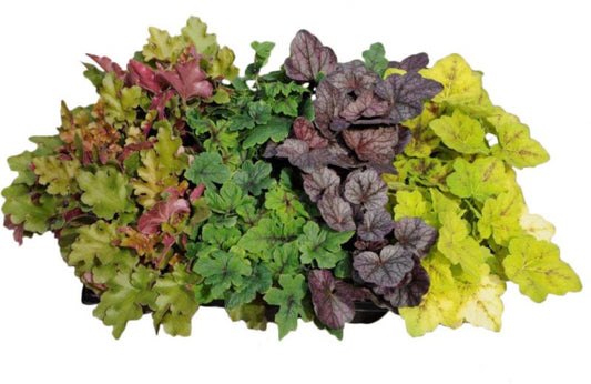Heuchera i 12 cm potte