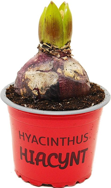 Rød hyacint i pot 9 cm