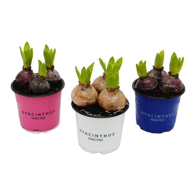 Hyacint i potte 12 cm