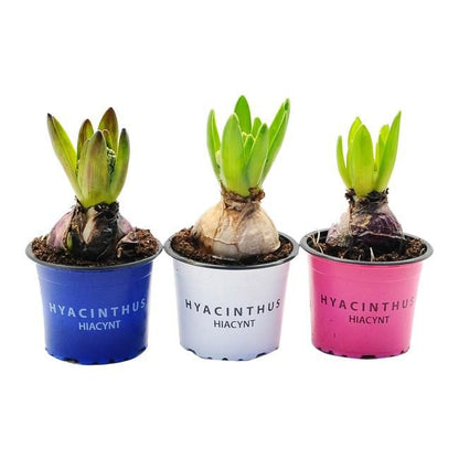 Hyacint i potte 9 cm