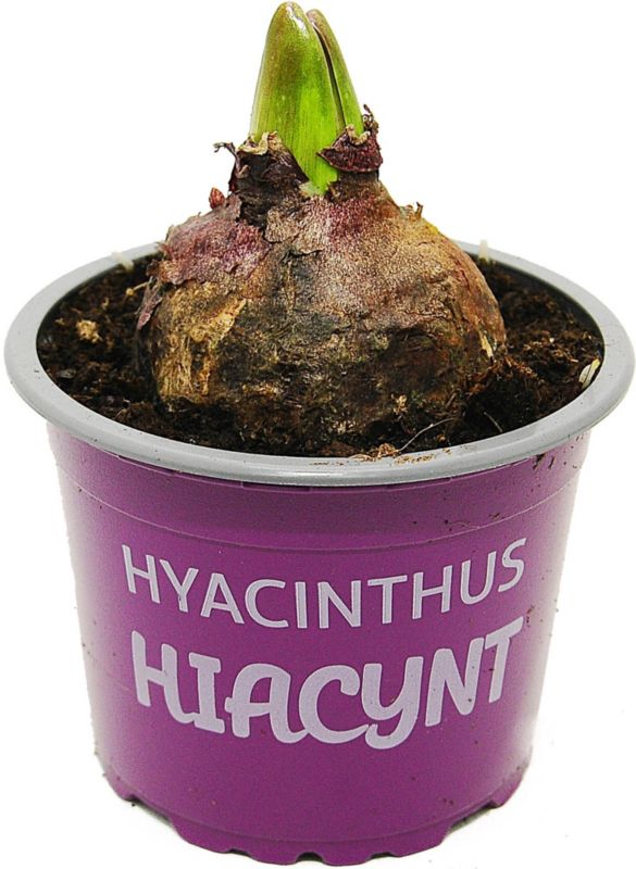 Lilla hyacint i pot 9 cm