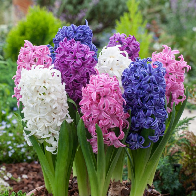 Hiacynt GoodHome 12 cm