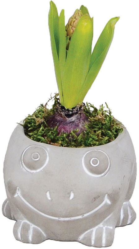 Hyacint og påskelilje i betonpotte 12 cm