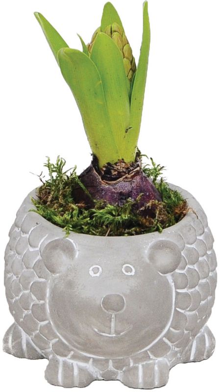 Hyacint og påskelilje i betonpotte 12 cm