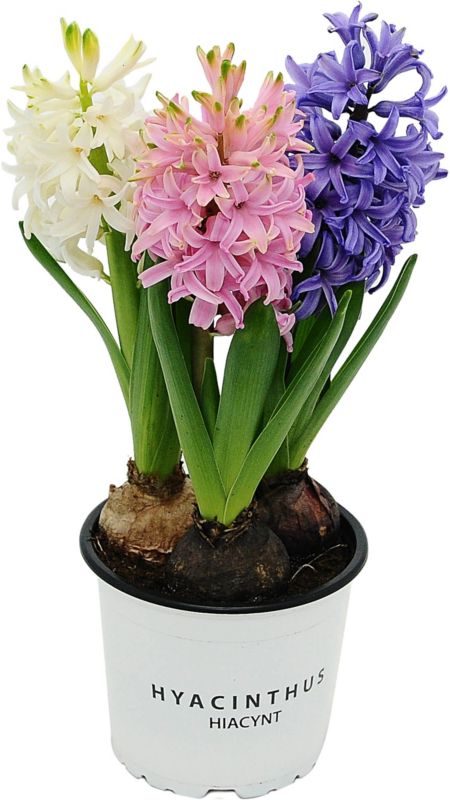 Tre-farvet hyacint i potte 12 cm