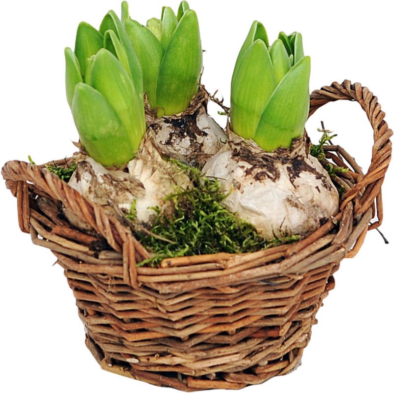 Hyacint i brun kurv 16 cm
