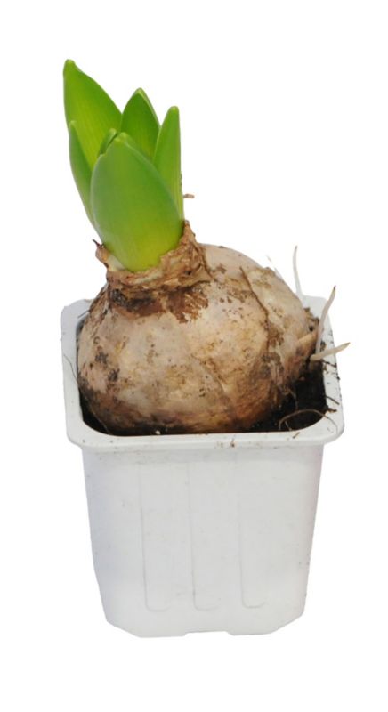 Hyacint i potte 17 cm