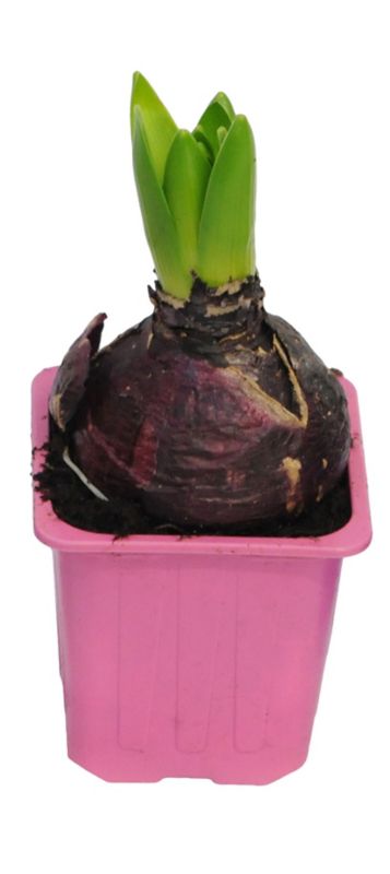 Hyacint i potte 17 cm