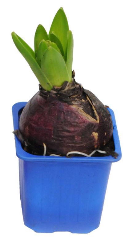 Hyacint i potte 17 cm
