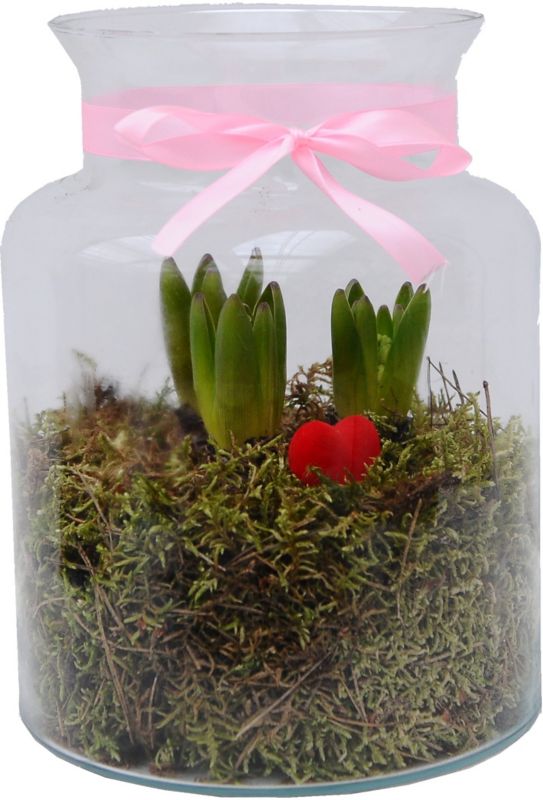 Hyacint i stor glaskrukke 20 cm