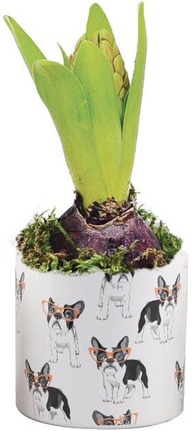 Hyacint i farverig potte 7 cm