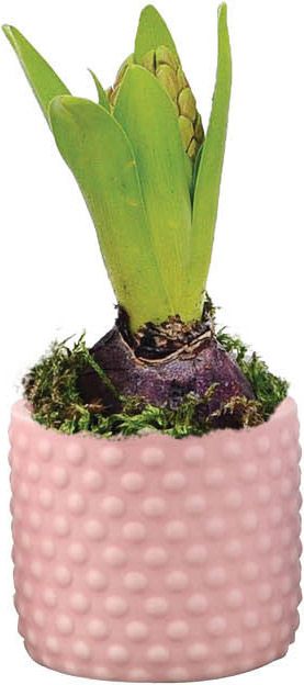 Hyacint i bubbelformet potte, mix 7 cm