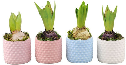 Hyacint i bubbelformet potte, mix 7 cm