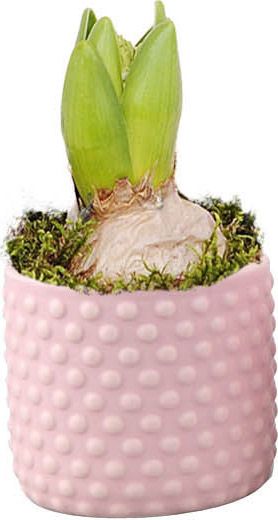 Hyacint i bubbelformet potte, mix 7 cm