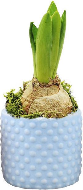 Hyacint i bubbelformet potte, mix 7 cm