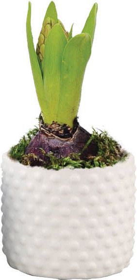 Hyacint i bubbelformet potte, mix 7 cm