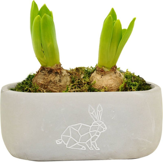 Hyacint i påskekanin-krukke 17 cm