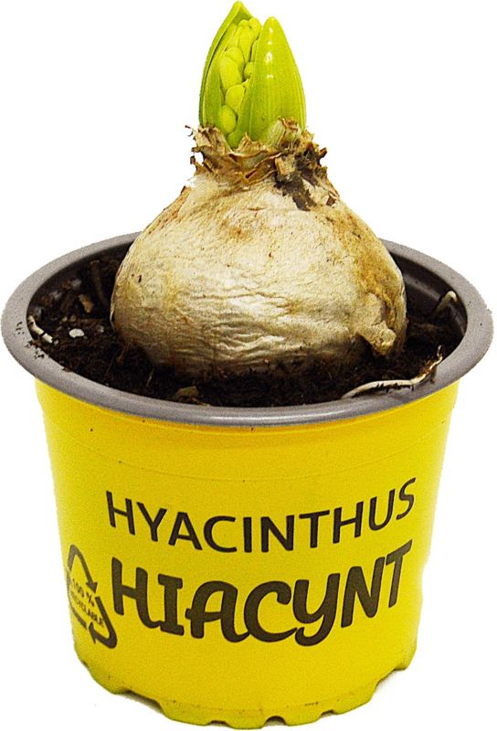 Gul hyacint i potte 9 cm