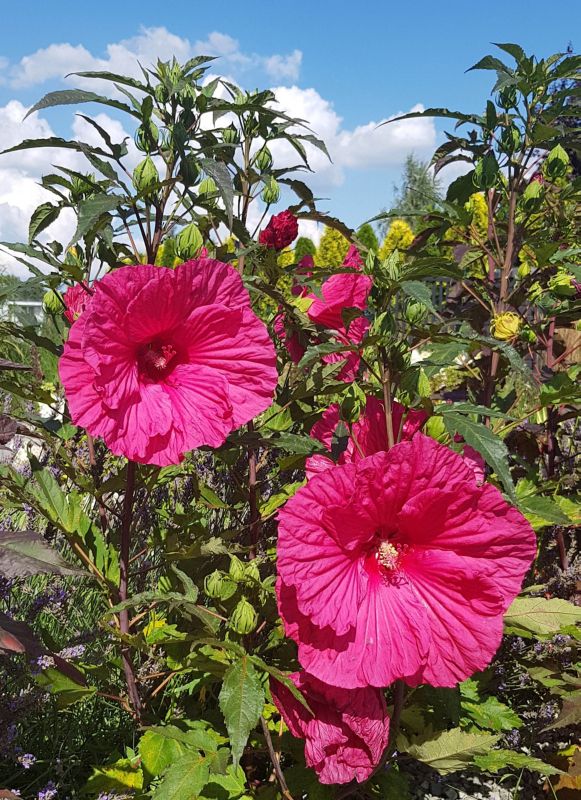 Hibiscus til haven i 5 l potte